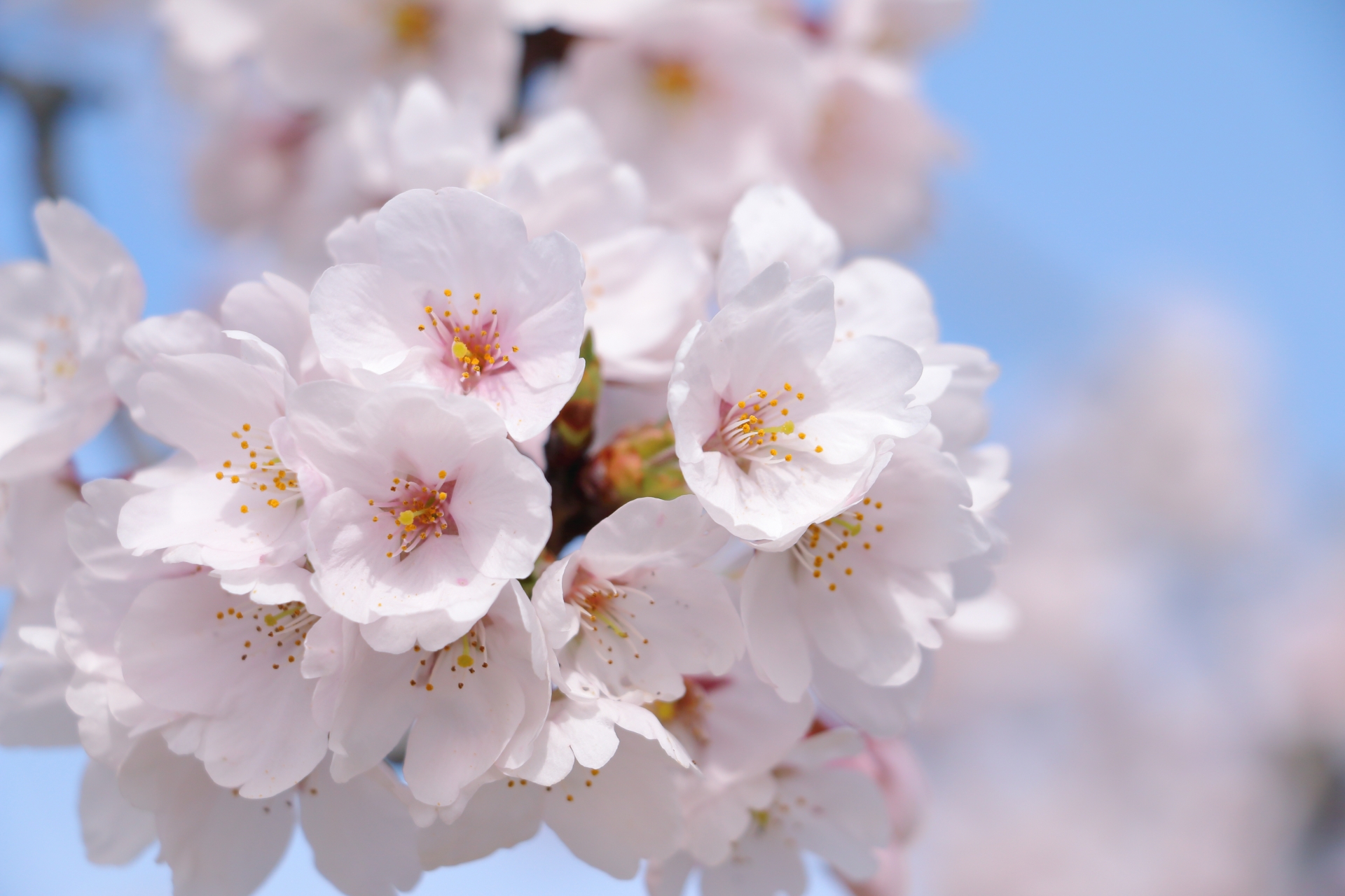 満開の桜